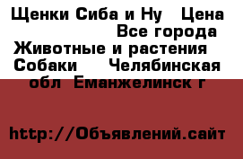 Щенки Сиба и Ну › Цена ­ 35000-85000 - Все города Животные и растения » Собаки   . Челябинская обл.,Еманжелинск г.